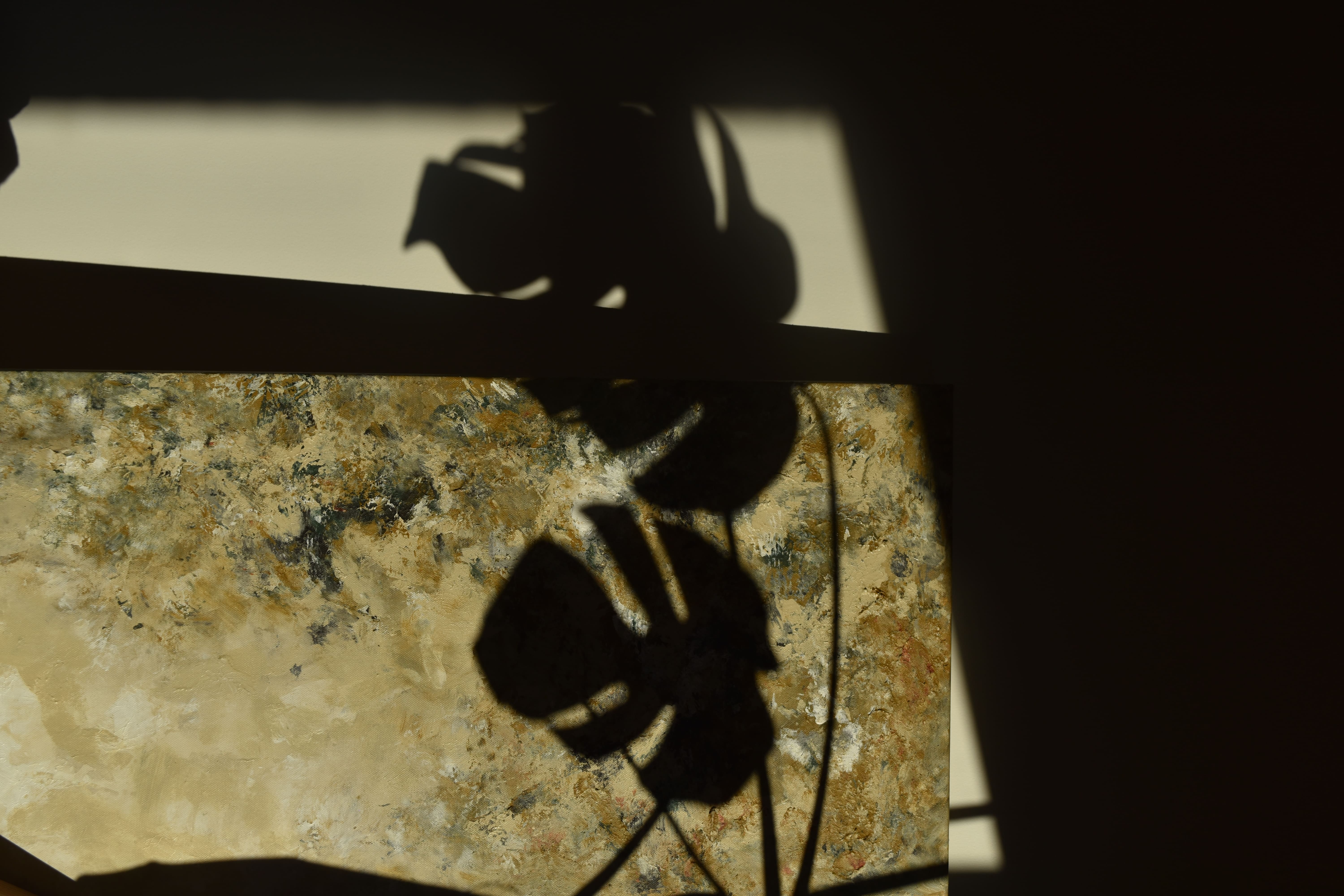 Photographie ombre plante naturel sur fond de tableau artistique